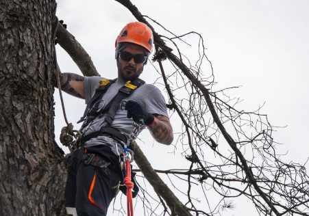 Tree Services